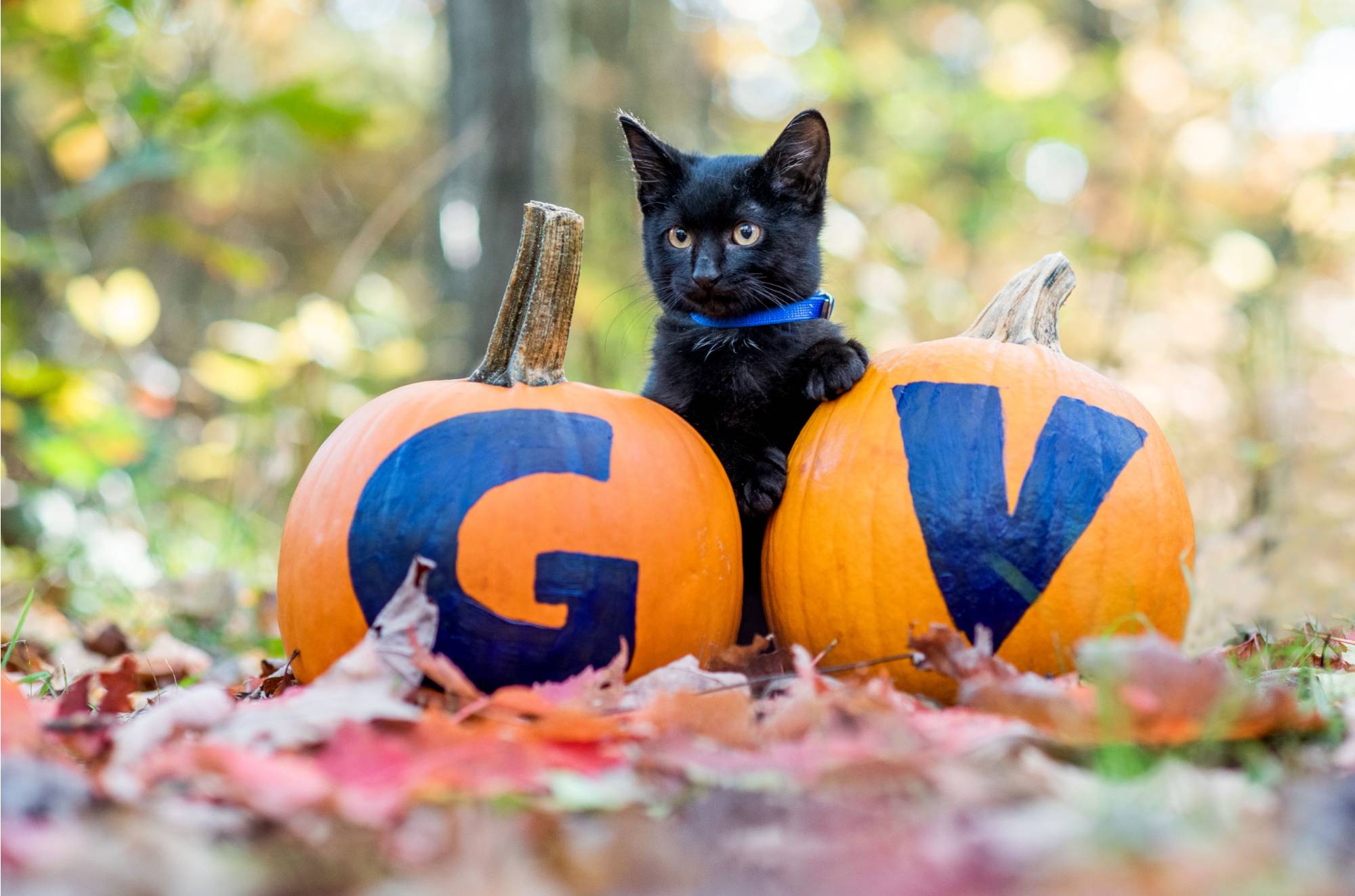Black kitten with two pumpkins, one with a blue G and the other with a blue V painted on them.